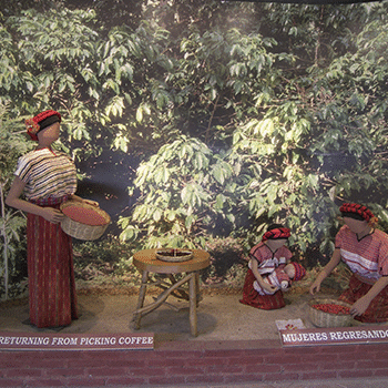 Museo del Café La Azotea en Guatemala