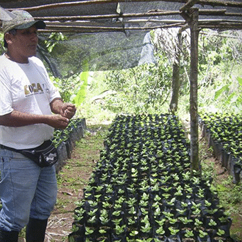 Museo del Café La Azotea en Guatemala