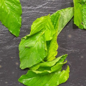Bledo, hierba silvestre de Baja Verapaz