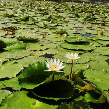 Biotopo Cerro Cahuí, Petén