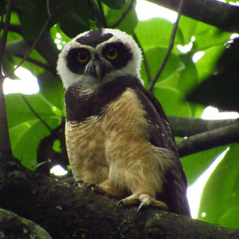 Los Tarrales, reserva natural del departamento de Suchitepéquez