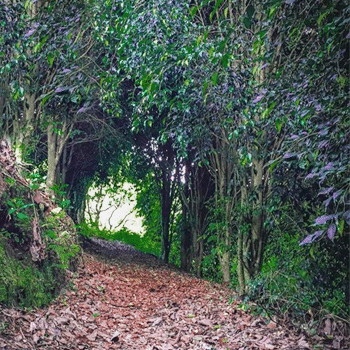 Eco Jinayá, parque ecológico en Sacatepéquez