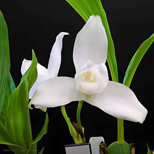 La Monja Blanca, Flor Nacional de Guatemala
