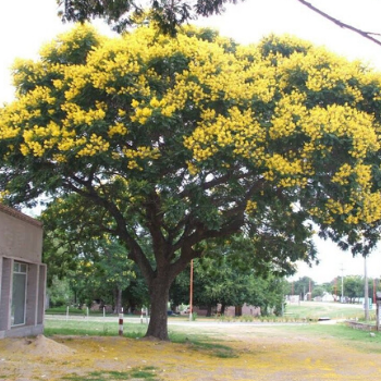 árbol Timboque en Amatitlán