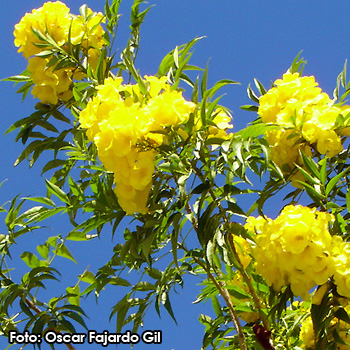 flor timboque Amatitlán Guatemala