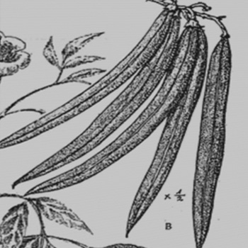 timboque amatitlán guatemala semilla