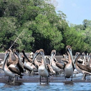 manchón guamuchal aves migratorias