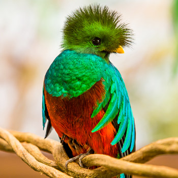 origen-del-nombre-quetzaltenango-el-quetzal