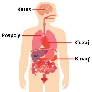partes-cuerpo-humano-kaqchikel-idioma-maya-guatemala-organos