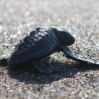 playa-hawaii-santa-rosa-guatemala-liberacion-tortugas