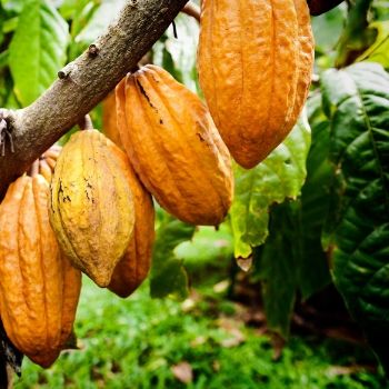 receta-magdalena-marmoleada-estilo-guatemalteco-chocolate-cacao-guatemala