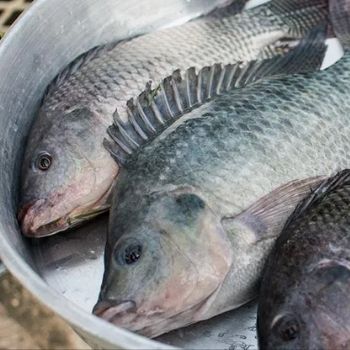 receta-mojarras-horneadas-guatemala-preparacion-pesca