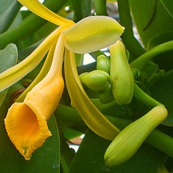 receta-preparar-galletas-vainilla-estilo-guatemalteco-orquidea