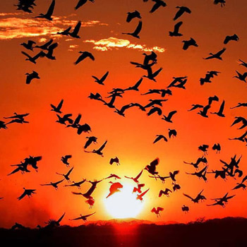 vida-silvestre-en-guatemala-aves-migratorias