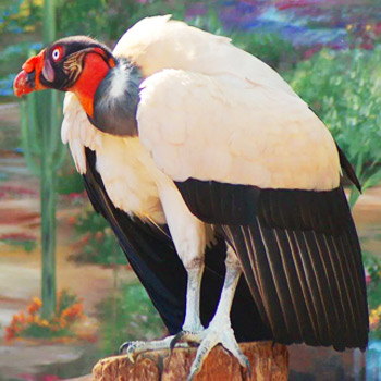 vida-silvestre-en-guatemala-buitre-rey