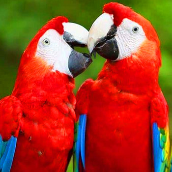 vida-silvestre-en-guatemala-guacamaya-roja