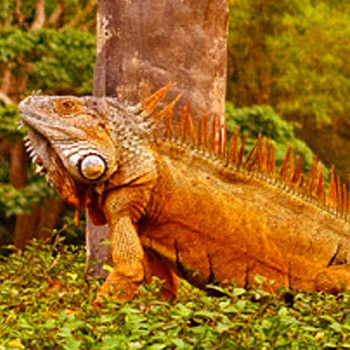 vida-silvestre-en-guatemala-iguanas