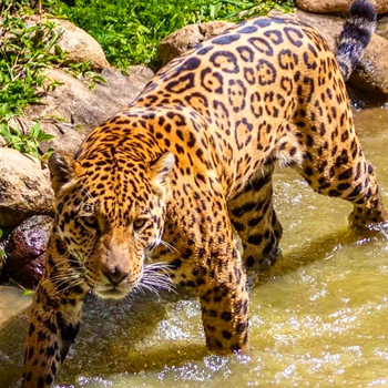 vida-silvestre-en-guatemala-jaguar