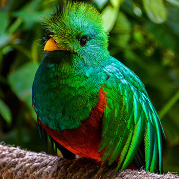 vida-silvestre-en-guatemala-quetzal