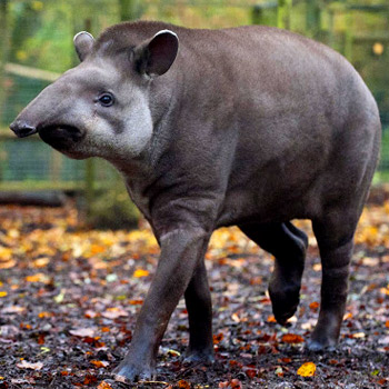 vida-silvestre-en-guatemala-tapir