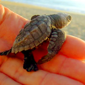 vida-silvestre-en-guatemala-tortugas-marinas