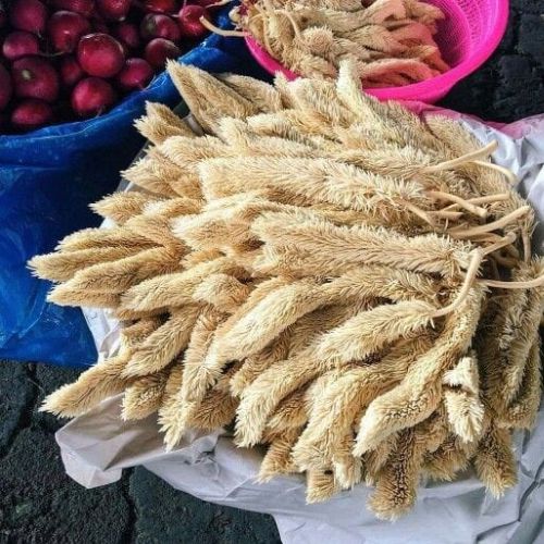 Historia del corozo en Guatemala