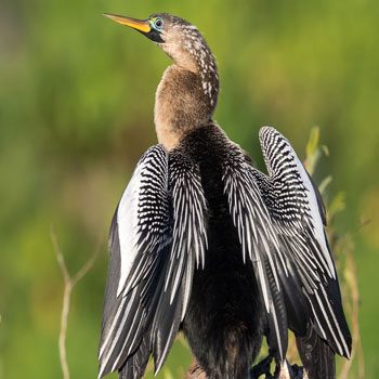 aves-parque-nacional-tikal-peten-guatemala-aninga-pato-aguja