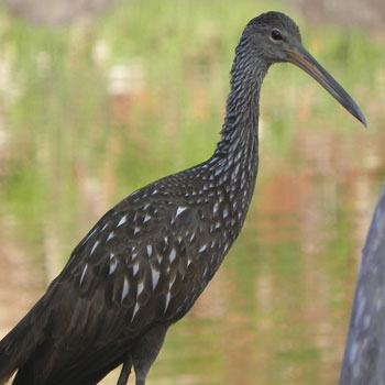 aves-parque-nacional-tikal-peten-guatemala-carau-carrao