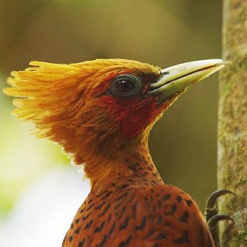 aves-parque-nacional-tikal-peten-guatemala-carpintero-elegante