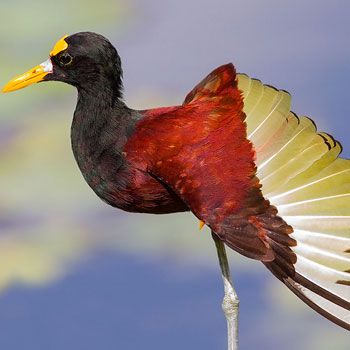 aves-parque-nacional-tikal-peten-guatemala-jacana