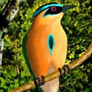 aves-parque-nacional-tikal-peten-guatemala-momoto-corona-azul-pajaro-reloj