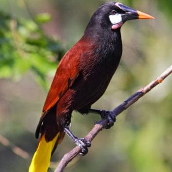 aves-parque-nacional-tikal-peten-guatemala-oropendola-moctezuma