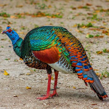 aves-parque-nacional-tikal-peten-guatemala-pavo-oceleado