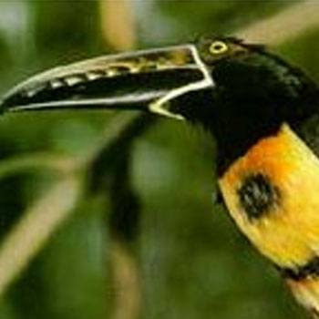 aves-parque-nacional-tikal-peten-guatemala-tucan-collarejo