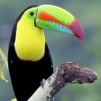 aves-parque-nacional-tikal-peten-guatemala-tucan-pico-arcoiris