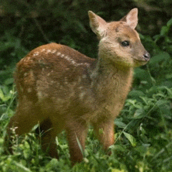 fauna-parque-nacional-tikal-peten-armadillo-venado