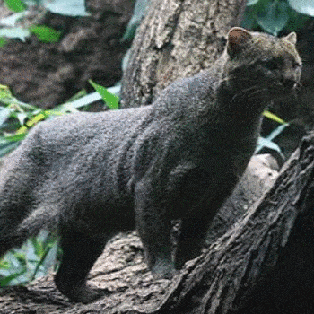 fauna-parque-nacional-tikal-peten-felinos