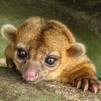 fauna-parque-nacional-tikal-peten-micoleon-mapache