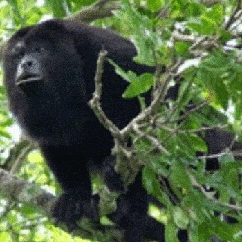 fauna-parque-nacional-tikal-peten-monos
