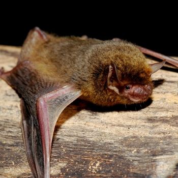 fauna-parque-nacional-tikal-peten-murcielagos