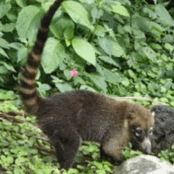 fauna-parque-nacional-tikal-peten-pizote-tepezcuintle