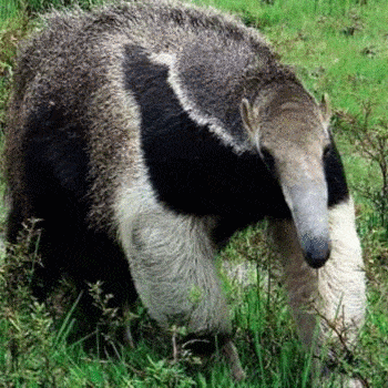 fauna-parque-nacional-tikal-peten-tapir-oso-hormiguero