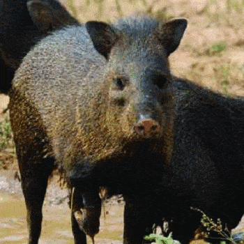 fauna-parque-nacional-tikal-peten-tejon-coche-de-monte