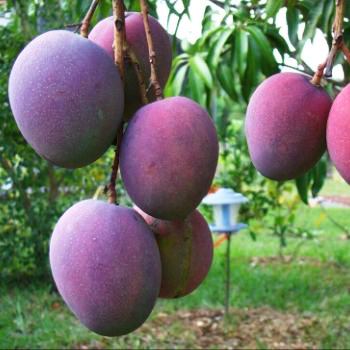 receta-fresco-de-mango-escuintla-guatemala-fruta