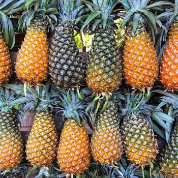 receta-helado-piña-colada-estilo-guatemalteco-guatemala