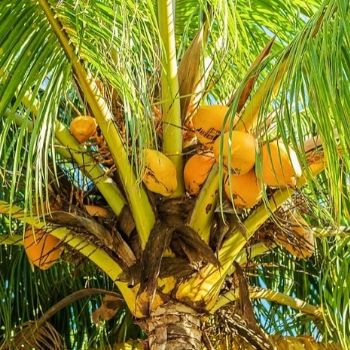 receta-helados-coco-rallado-leche-estilo-guatemalteco-cocotero