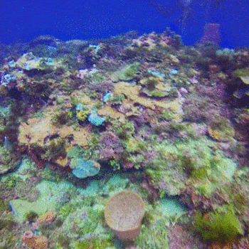 refugio-vida-silvestre-punta-de-manabique-puerto-barrios-izabal-guatemala-buceo