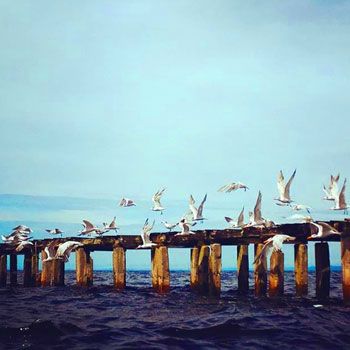 refugio-vida-silvestre-punta-de-manabique-puerto-barrios-izabal-guatemala-fauna-aves-migratorias