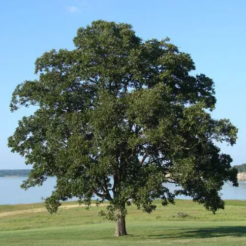 22 de mayo Día del Árbol en Guatemala