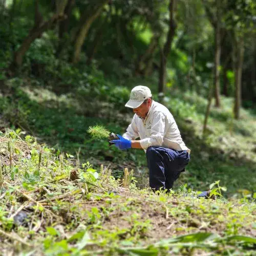 Cuándo se celebra el Día del Árbol en Guatemala